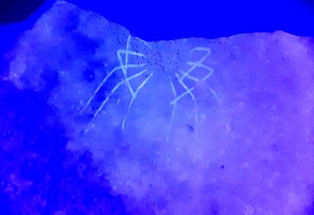 Phalangites priscus POLZ 1987 - Bild © FossNet FossilienStore